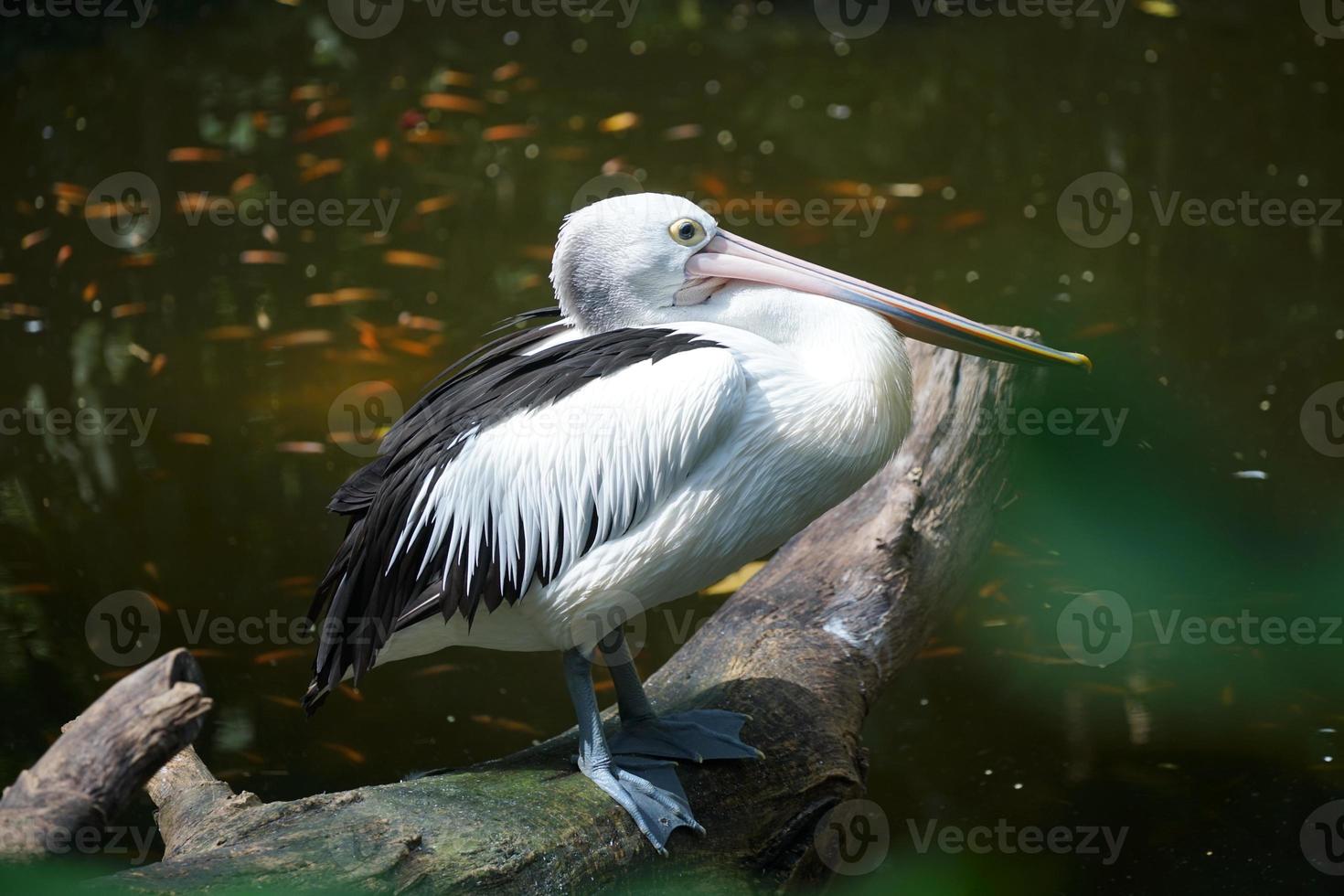 un pélican australien pelecanus conspicillatus est debout sur un arbre tombé dans une rivière pour chasser le poisson. photo