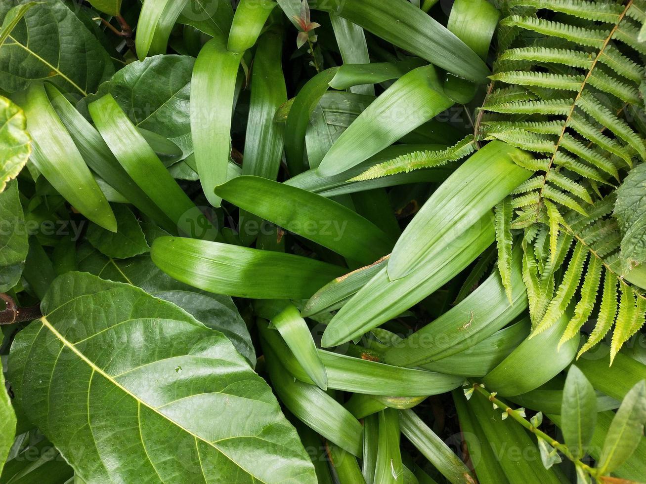 feuille verte plante fond photo