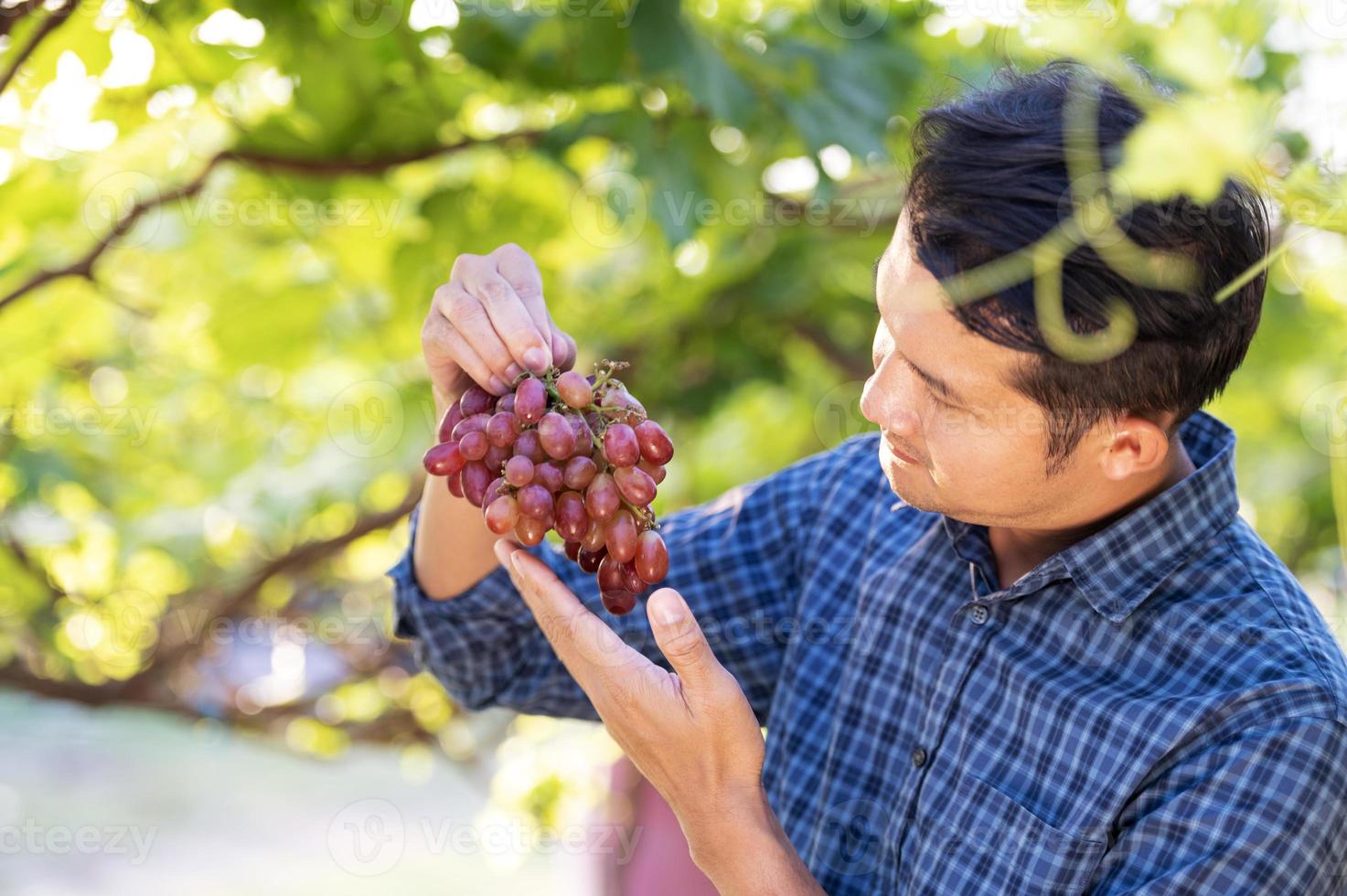 un jeune agriculteur asiatique et des agriculteurs vendangeurs collaborent avec des raisins rouges fraîchement récoltés pour produire du vin rouge. photo