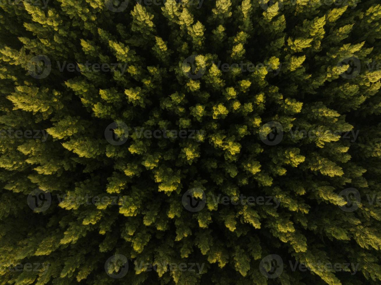 une vue aérienne de dessus d'arbres verts dans une forêt de pins avec une scène de coucher de soleil photo