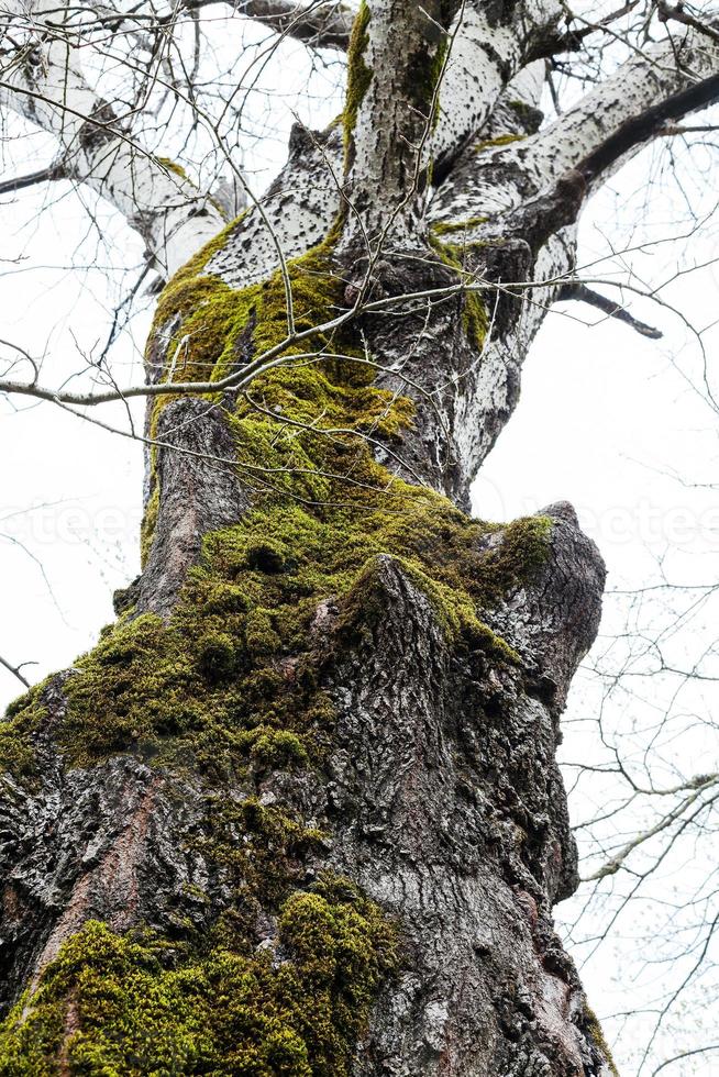 tronc de vieux peuplier couvert de mousse verte photo