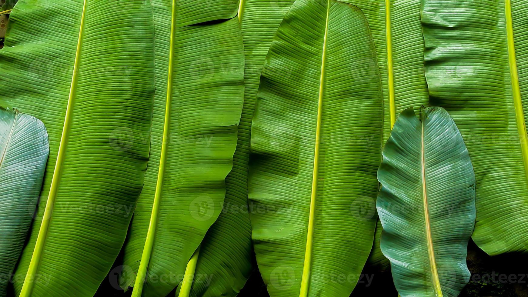 texture de feuilles de bananier, fond vert foncé photo