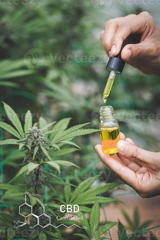 les mains de scientifiques laissant tomber de l'huile de marijuana pour l'expérimentation et la recherche, concept de médecine alternative à base de plantes, huile de chanvre cbd, industrie pharmaceutique. photo