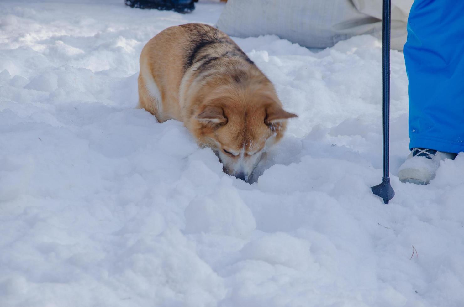 le chien baissa la tête dans la neige. chien gallois corgi cherche dans la neige photo