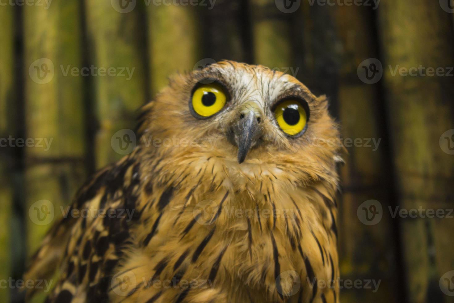 photo d'un hibou avec de grands yeux en photographie, photo haute résolution d'un petit hibou.