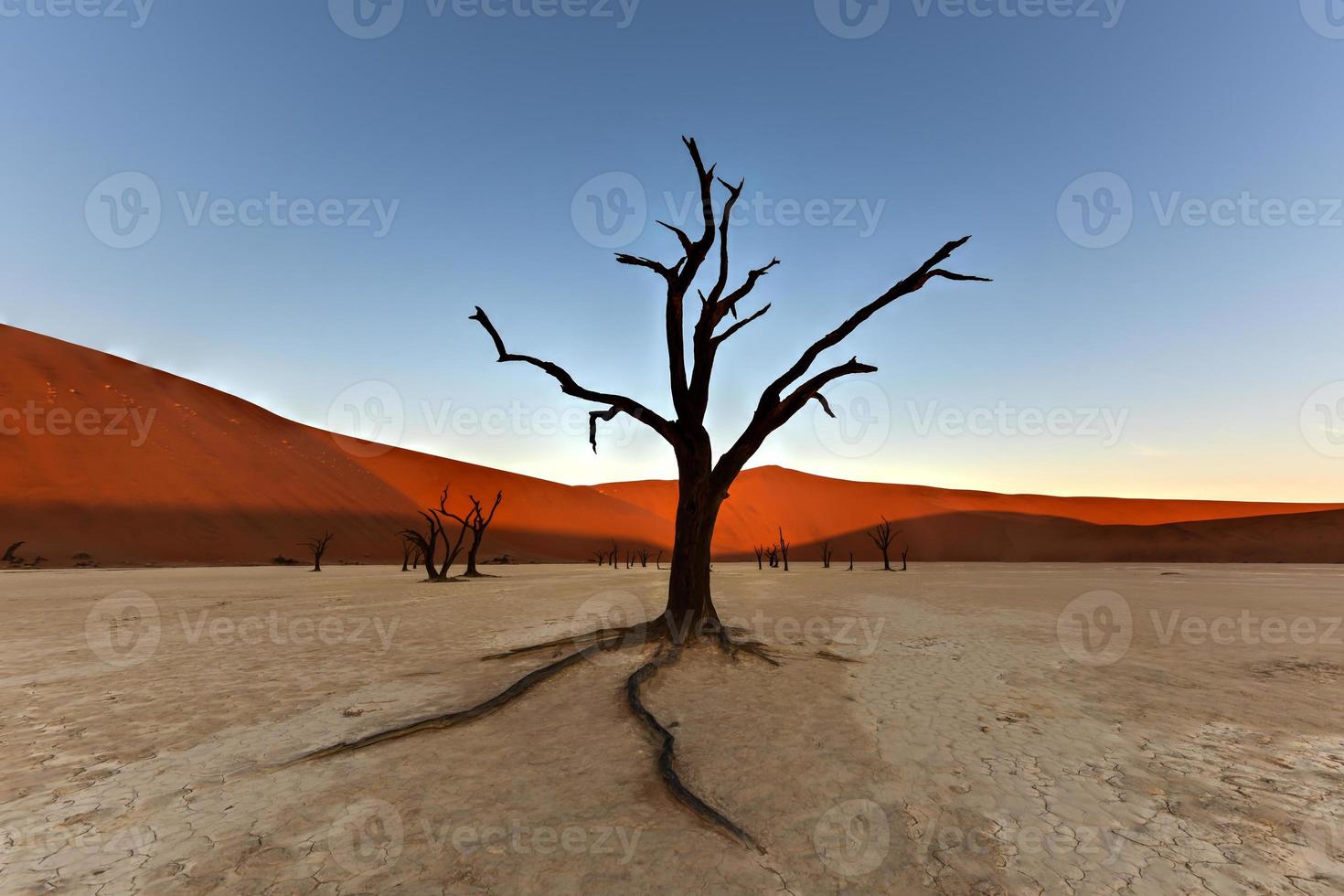 dead vlei, namibie photo