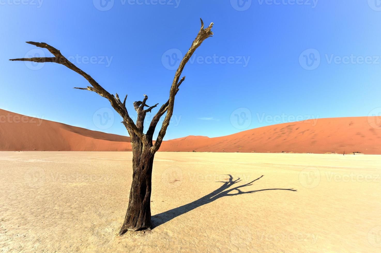 dead vlei, namibie photo