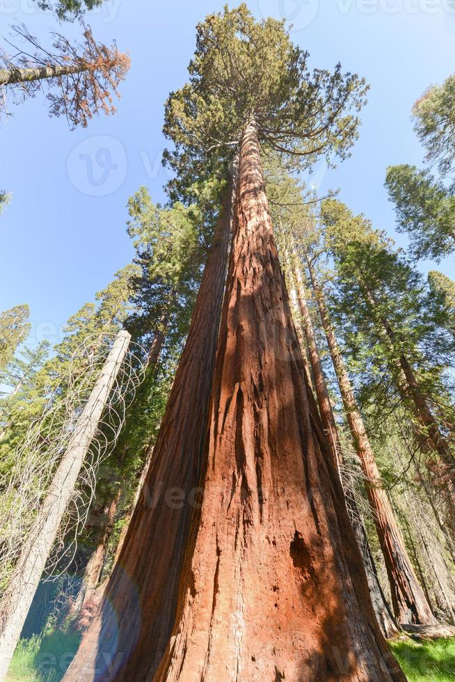 séquoias à mariposa grove, parc national de yosemite photo