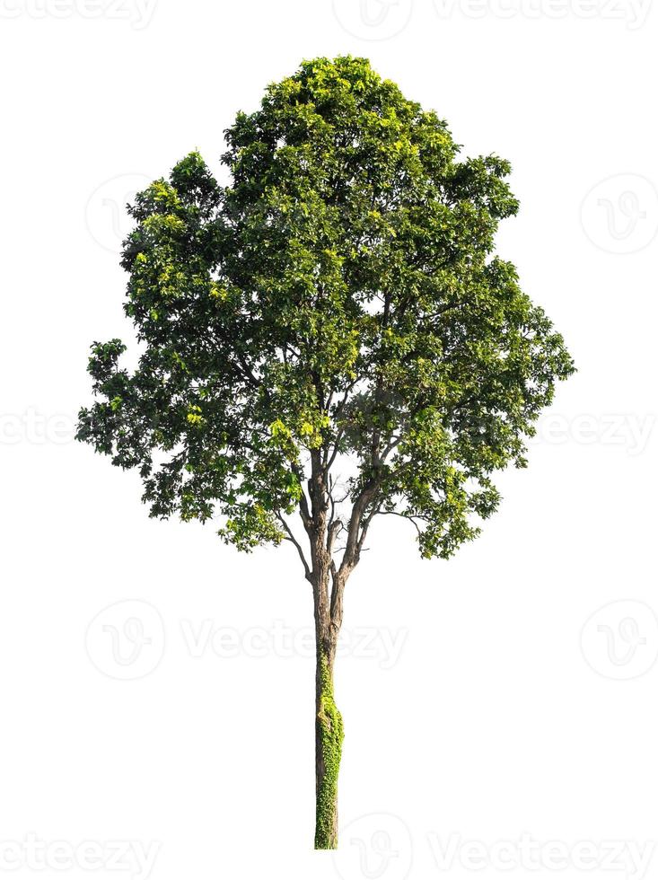 les arbres isolés sur fond blanc conviennent à la fois à l'impression et aux pages Web photo