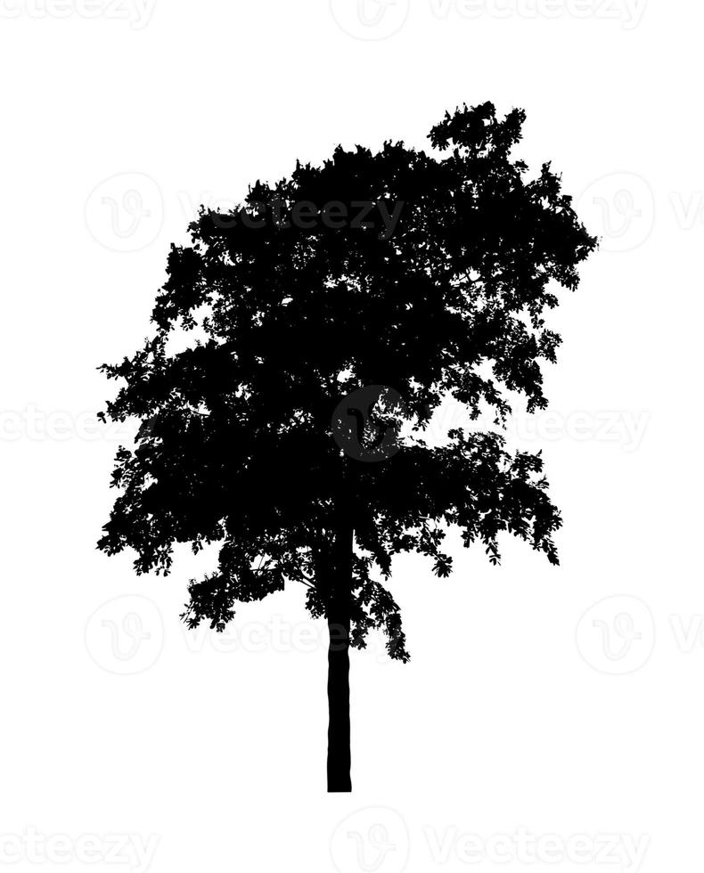 silhouette d'arbre pour pinceau sur fond blanc photo