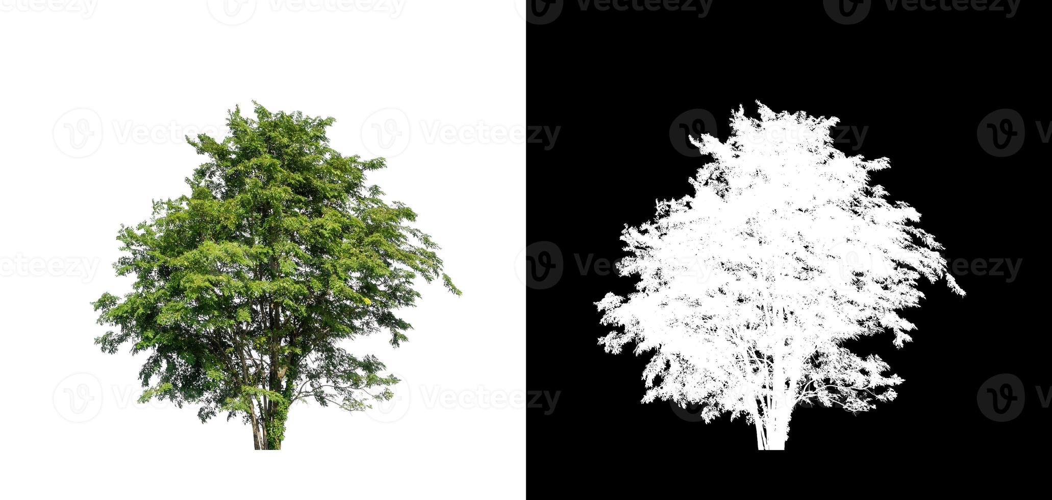 arbre isolé sur fond blanc avec chemin de détourage et canal alpha photo
