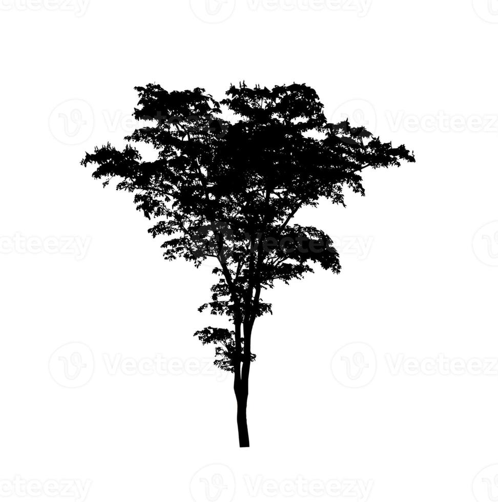 silhouette d'arbre pour pinceau sur fond blanc photo