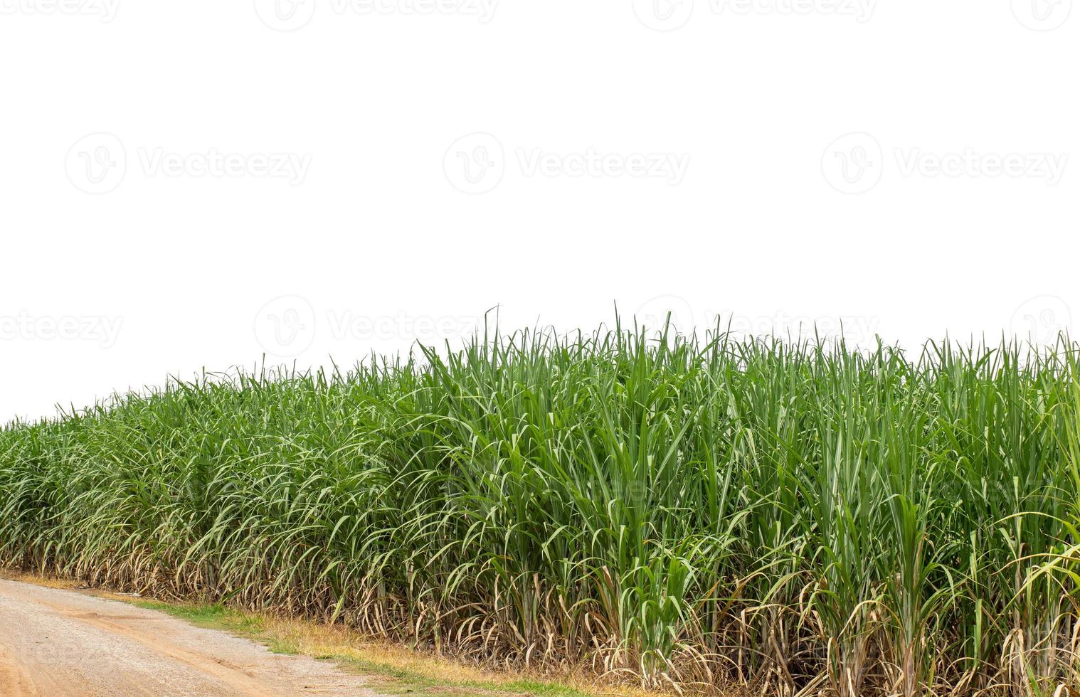 canne à sucre isolé sur fond blanc et chemin de cliping photo