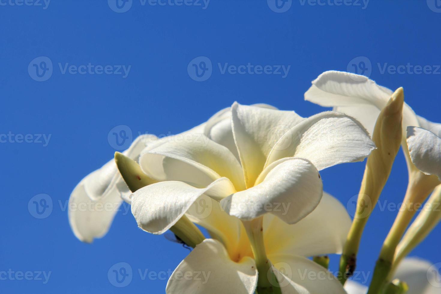 fleurs de frangipanier blanches flottant dans le ciel sur fond de ciel bleu-bleu, journée ensoleillée, lumière claire et paysage lumineux en été, air pur. photo