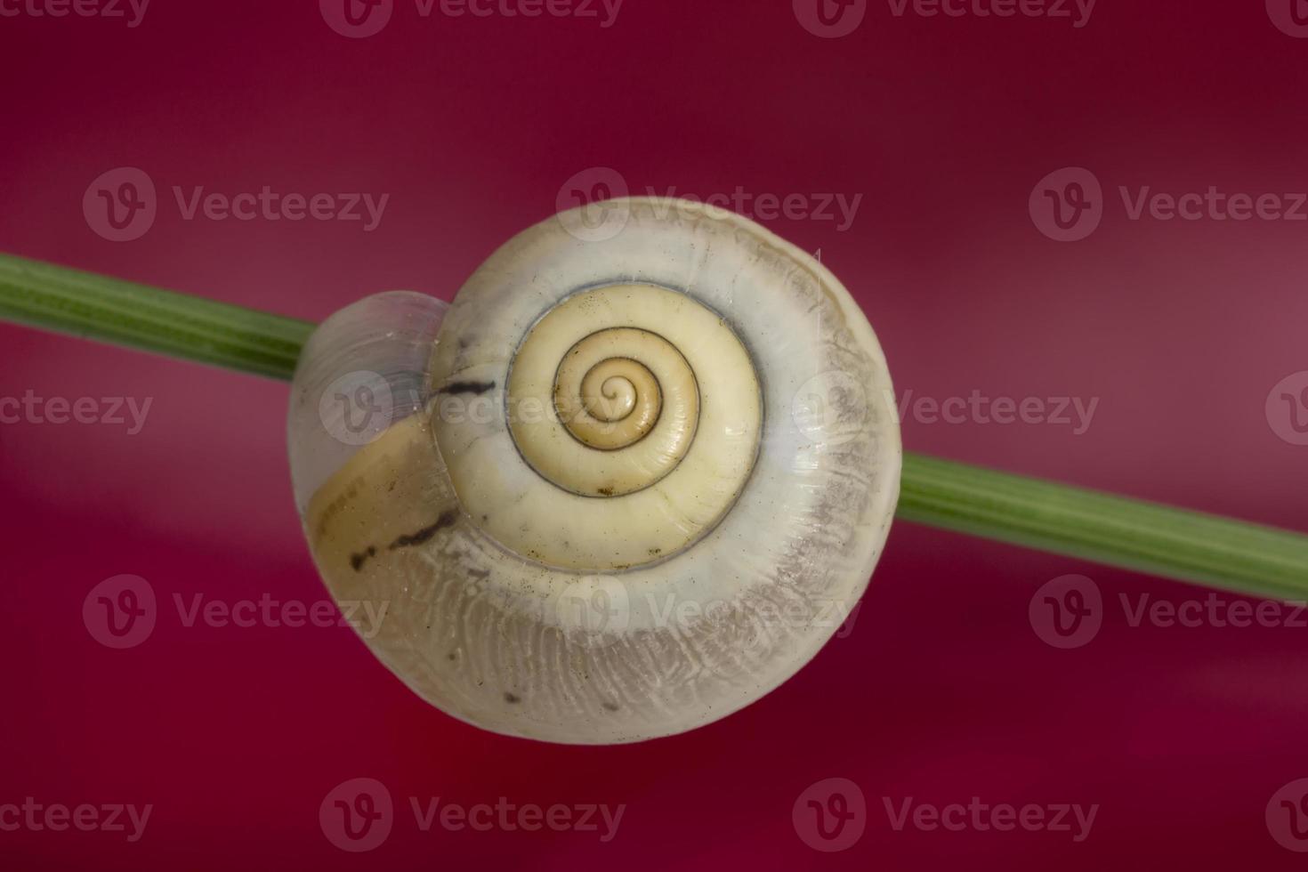 belle macro d'escargot dormant dans la coquille sur la plante. coquille d'escargot belle macro photo