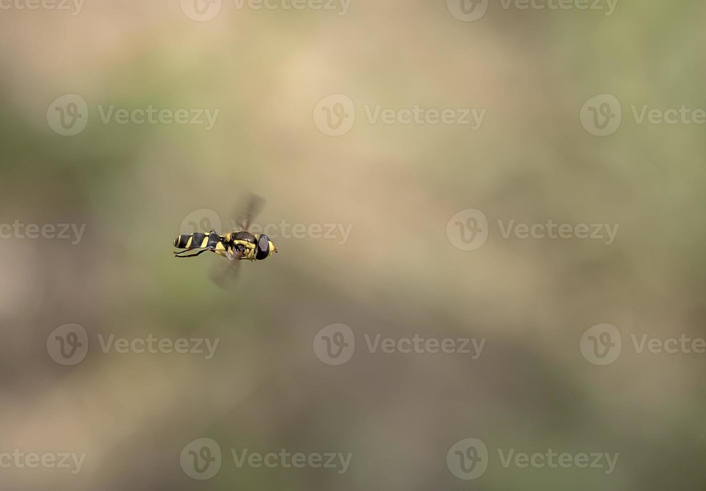 beauté abeille volante dans les airs. proche photo