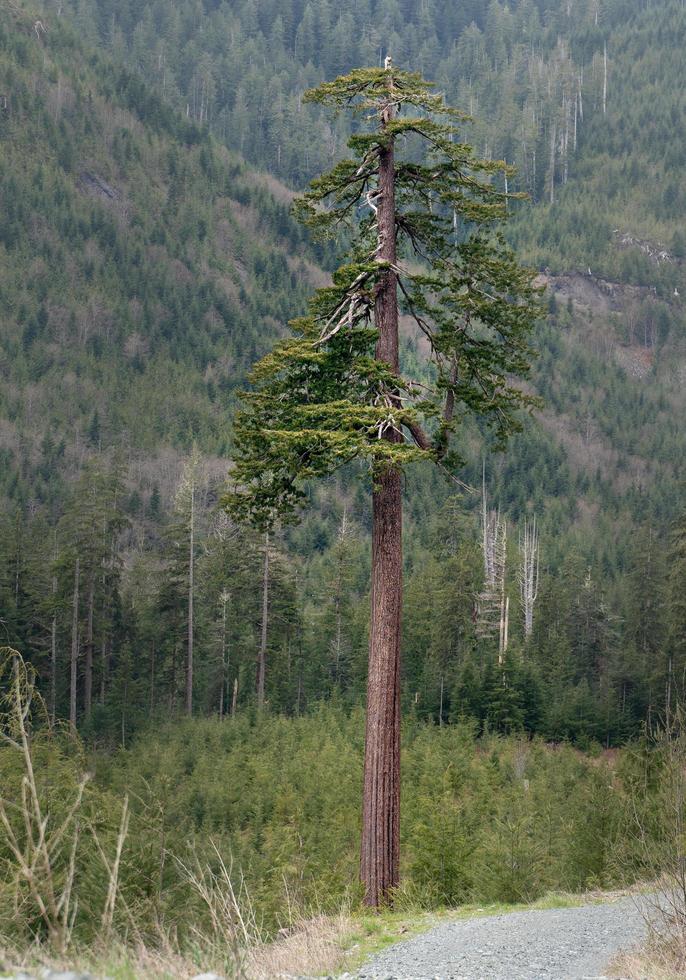 grand doug solitaire photo