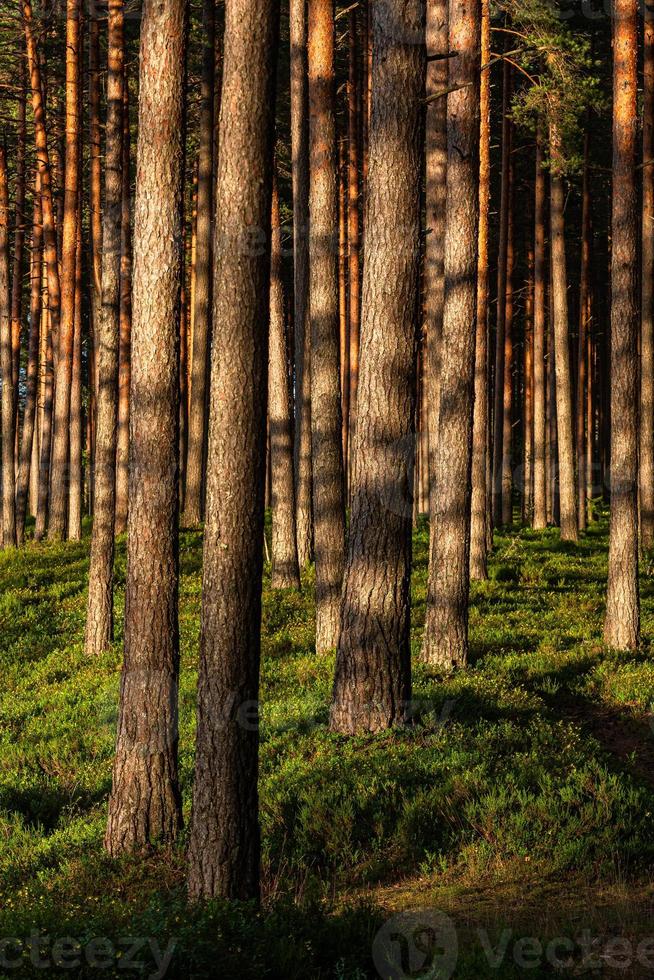 forêt au soleil photo