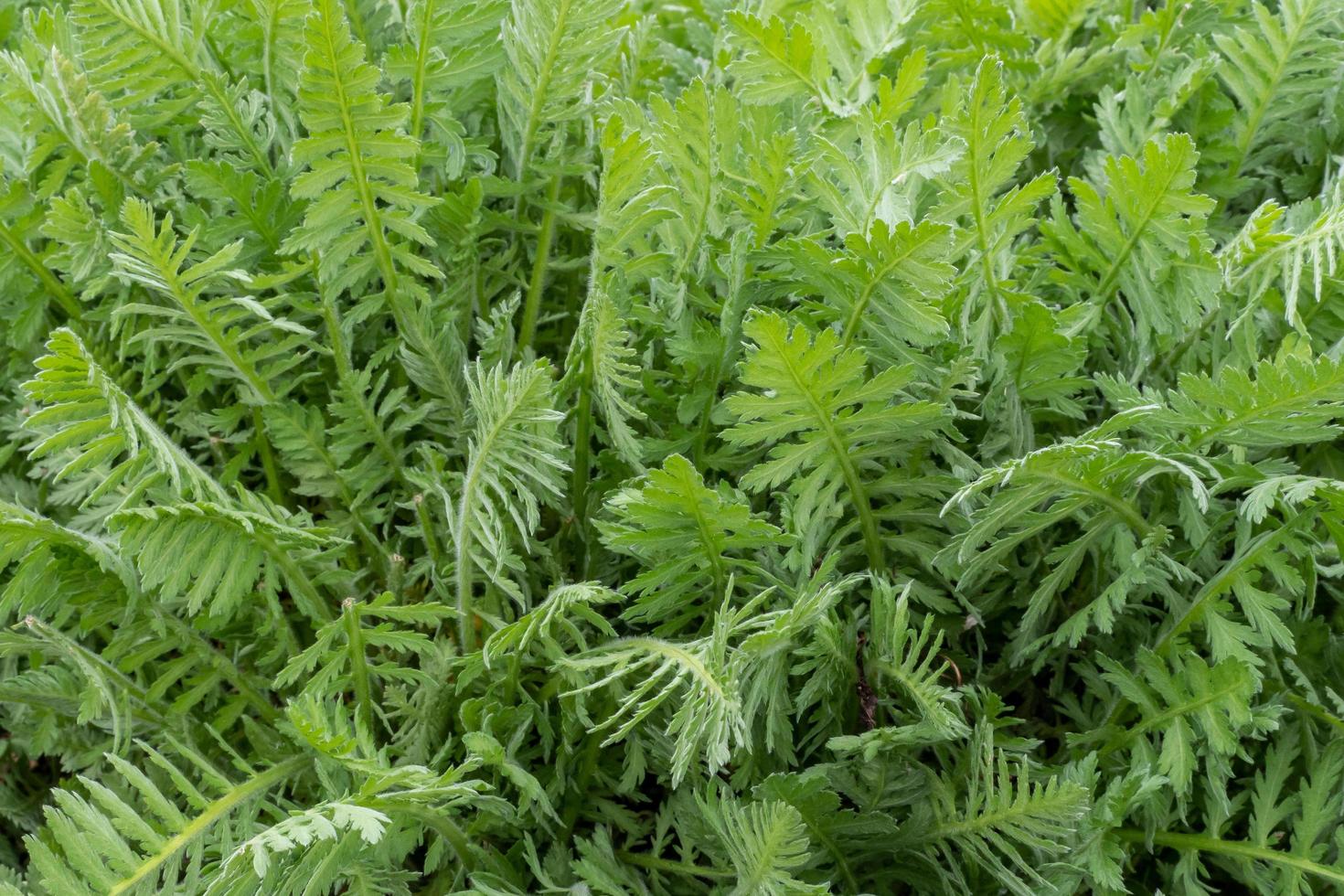 feuilles vertes d'achillea filipendula au printemps. plantes médicinales du jardin photo