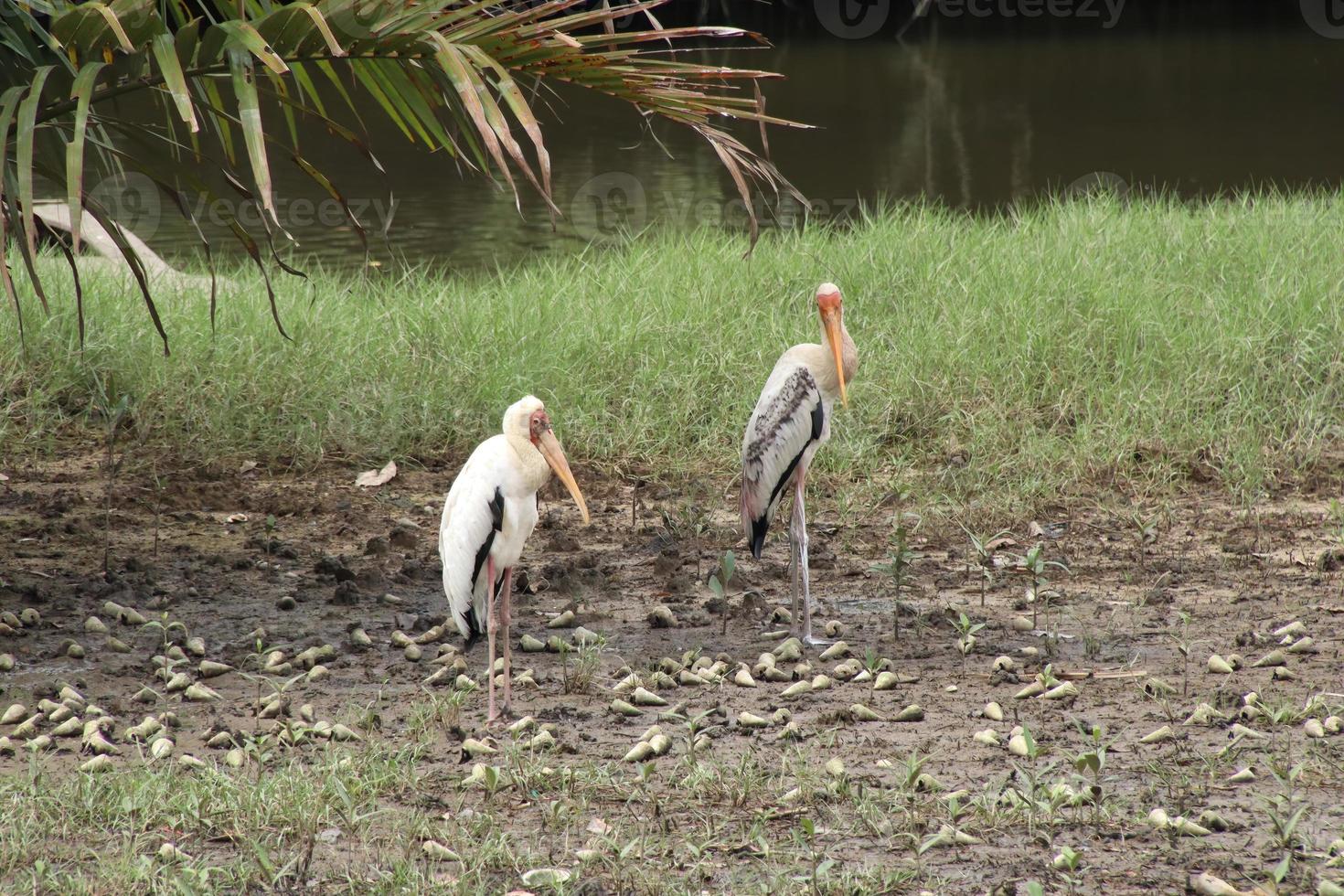 cigognes myctéries blanches se nourrissant dans une mangrove photo