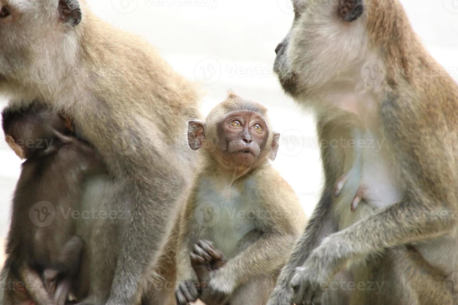 macaque à longue queue macaca fascicularis photo