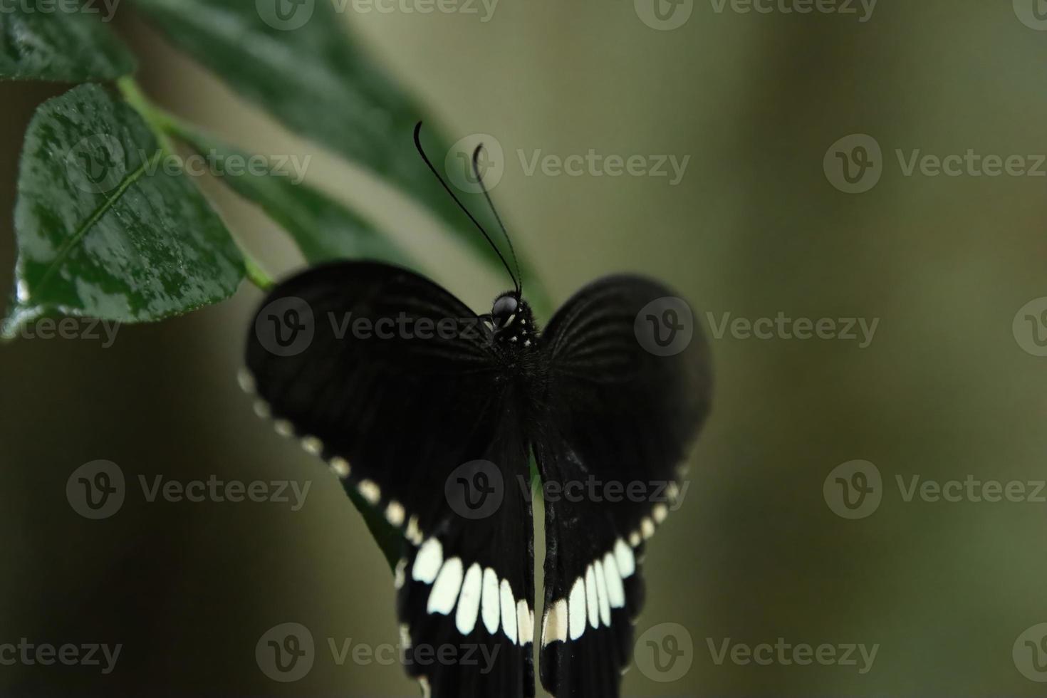 Papillon machaon mormon commun reposant sur une feuille à l'ombre photo