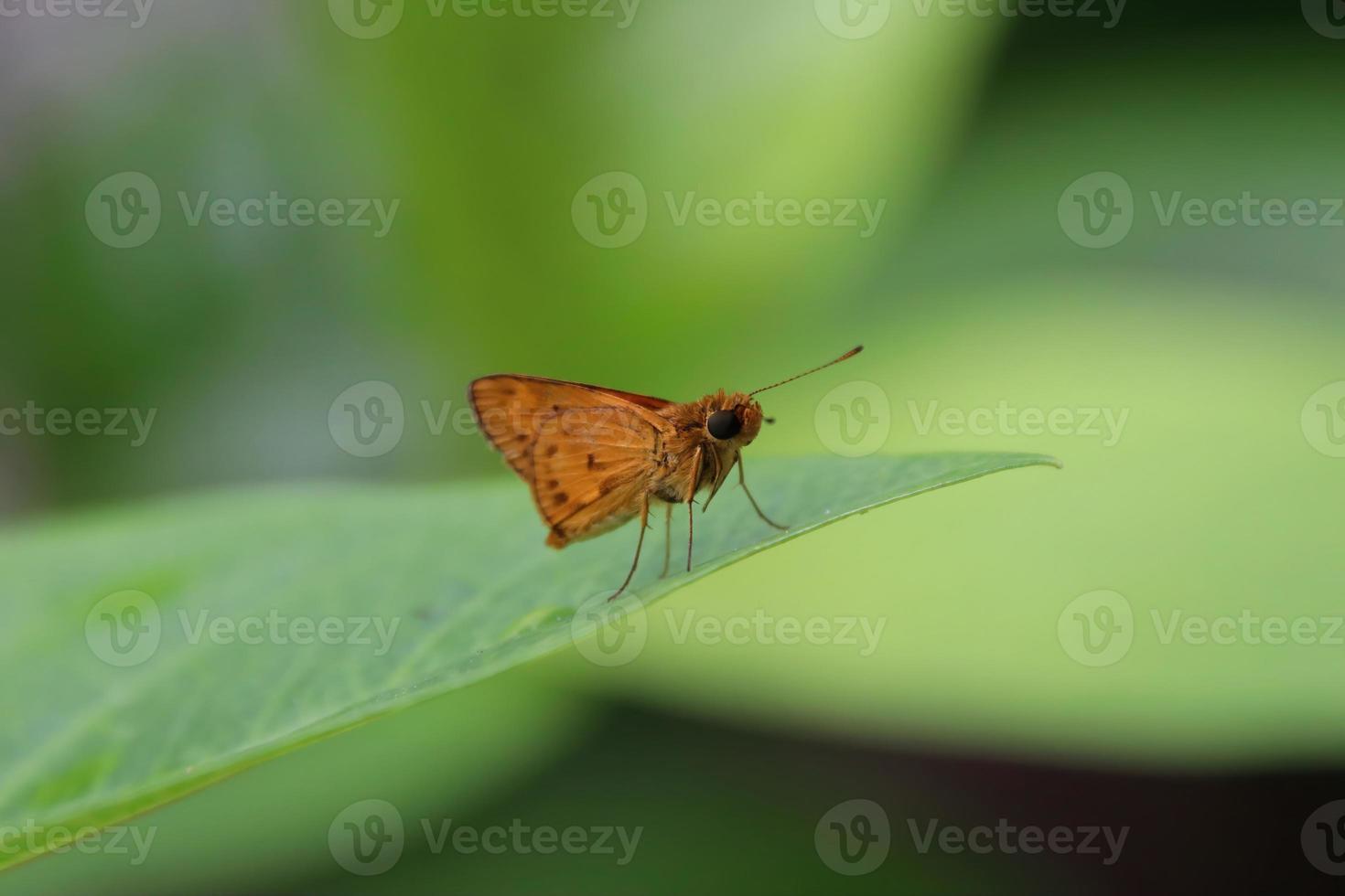 Papillon dartlet commun sur un brin d'herbe photo