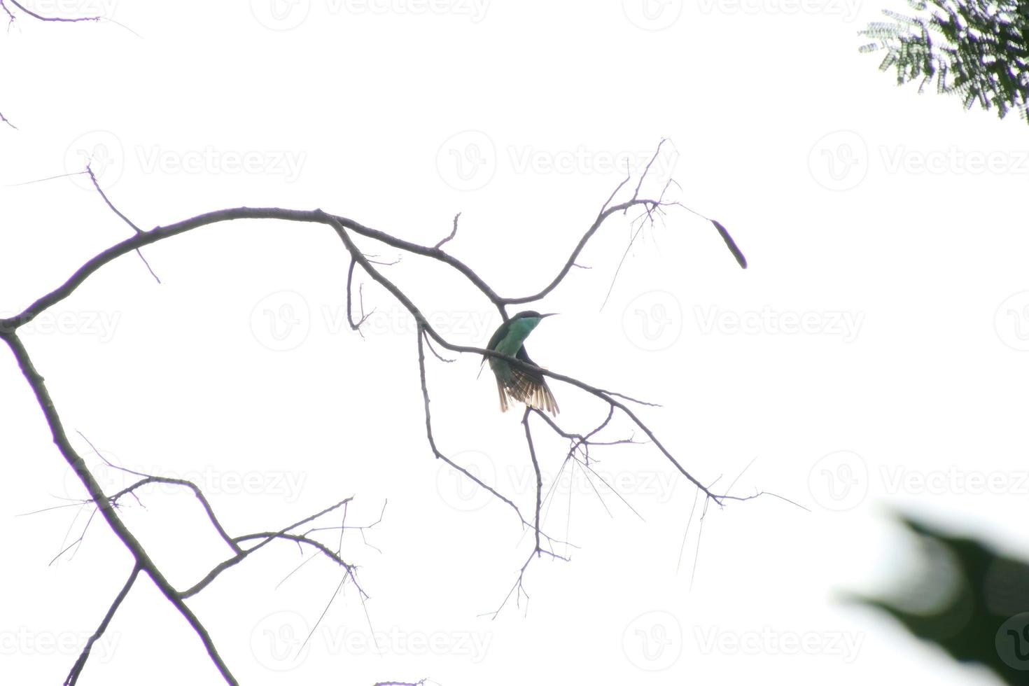 Guêpier à gorge bleue sur un arbre photo