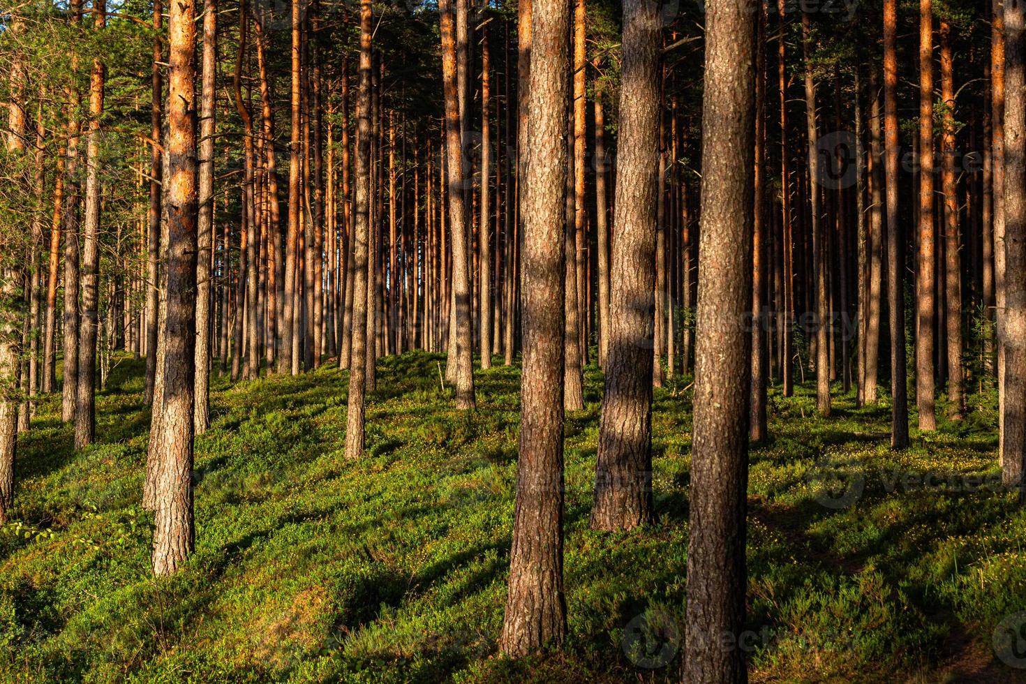 forêt au soleil photo