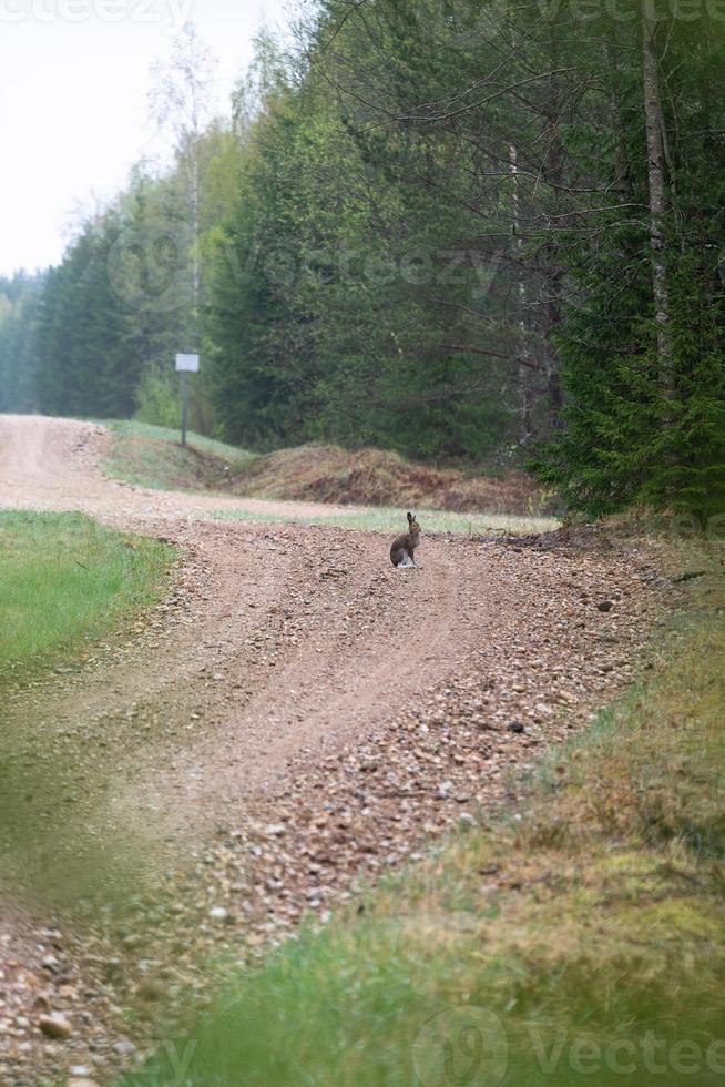 chemin de campagne gravillonné photo