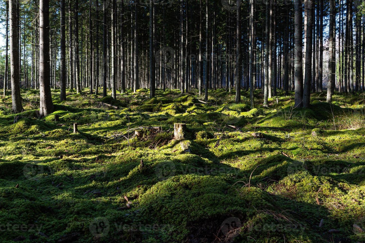 forêts de pins et d'épicéas à feuilles persistantes photo