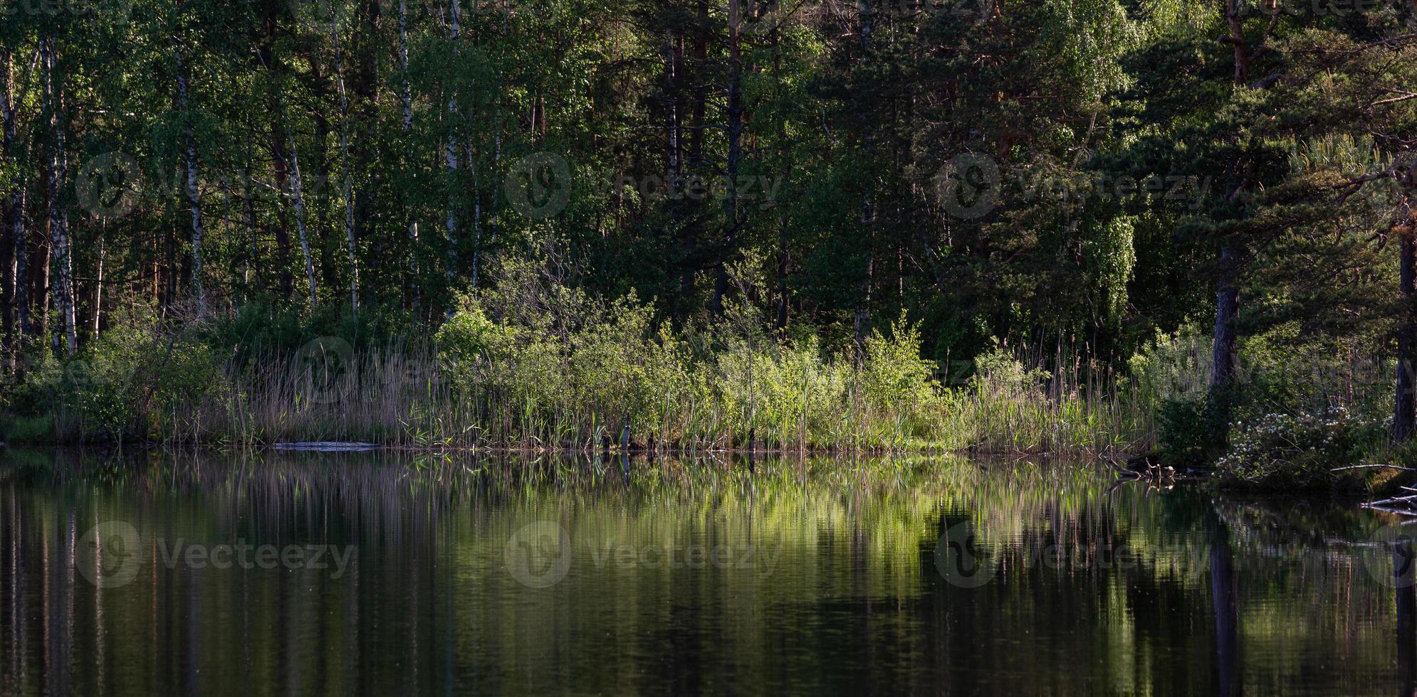 paysages d'été dans la campagne lettone photo