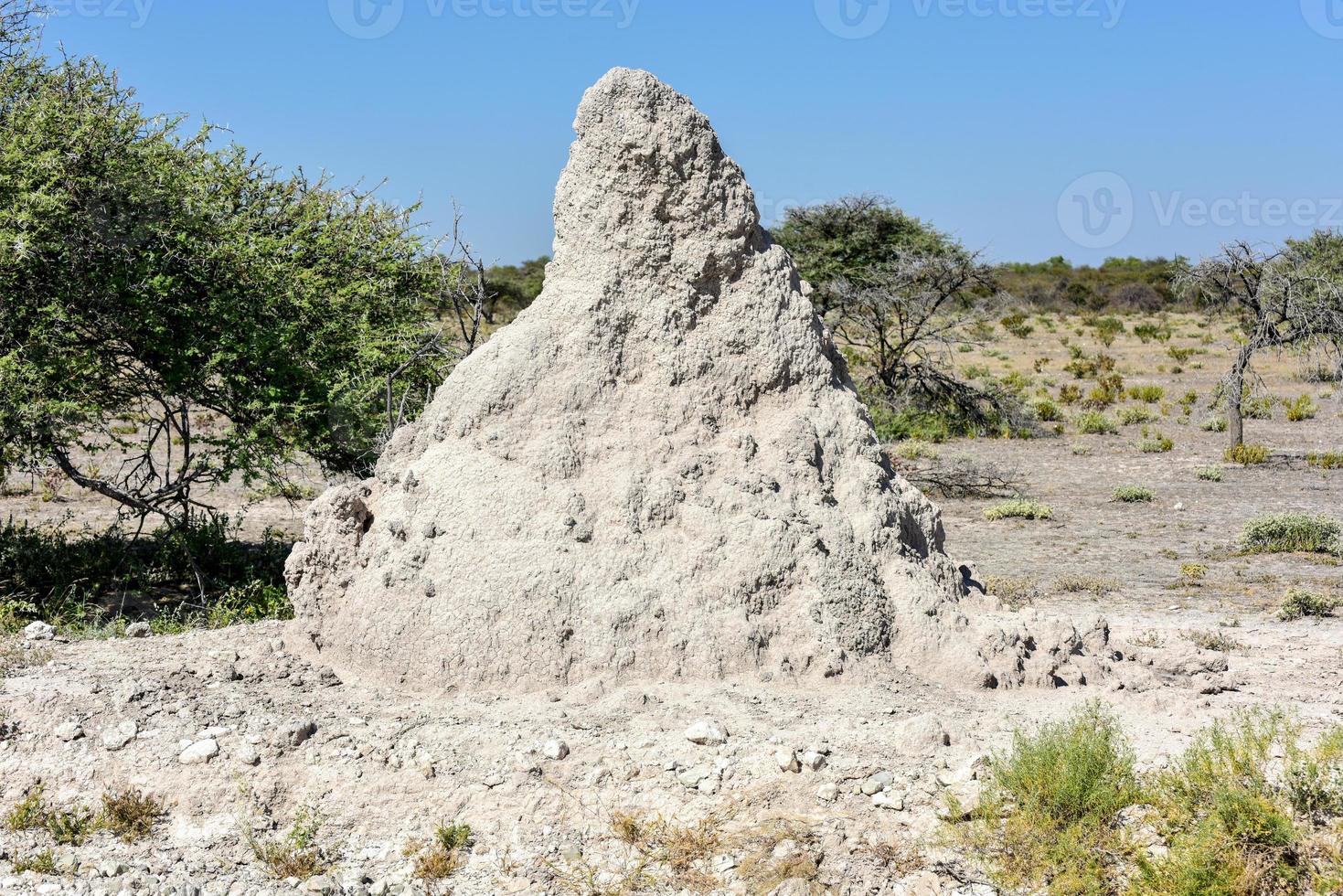 termitière - namibie photo