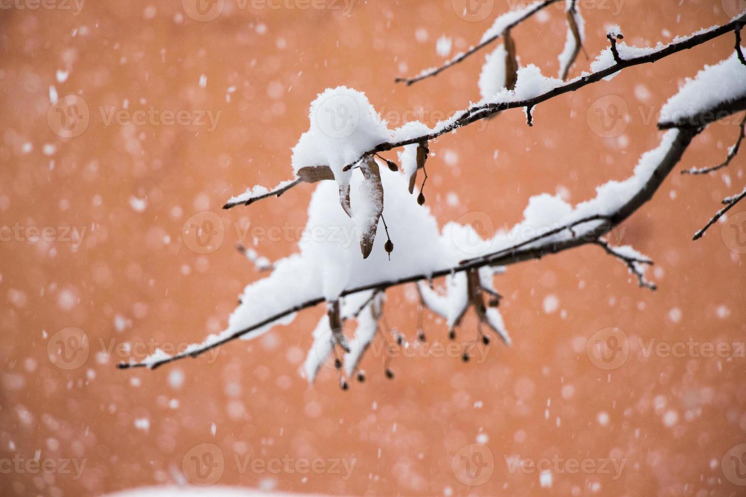 fond d'hiver blanc avec des branches enneigées photo