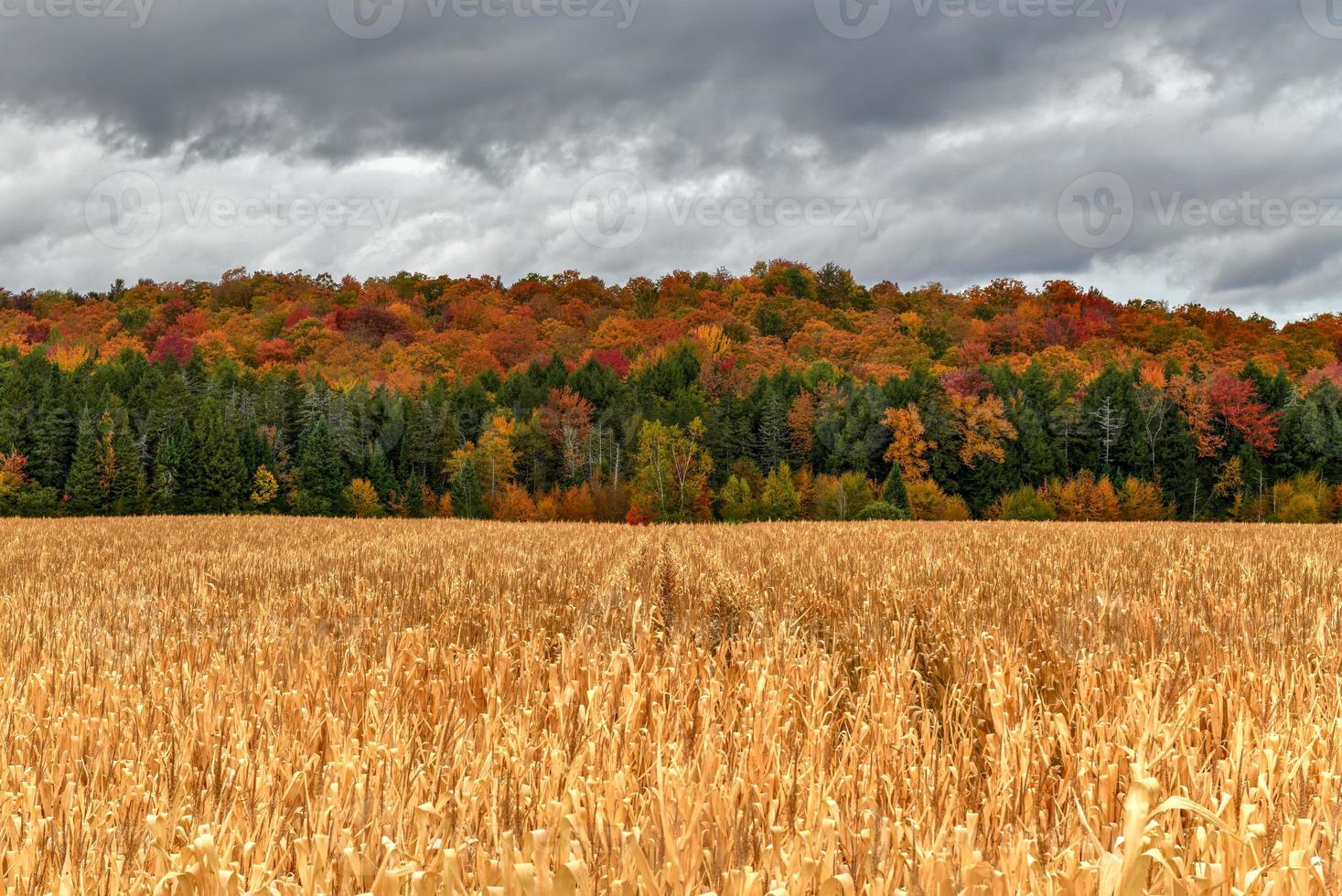 champs de maïs avec des arbres majestueux en arrière-plan dans le vermont pendant l'automne. photo