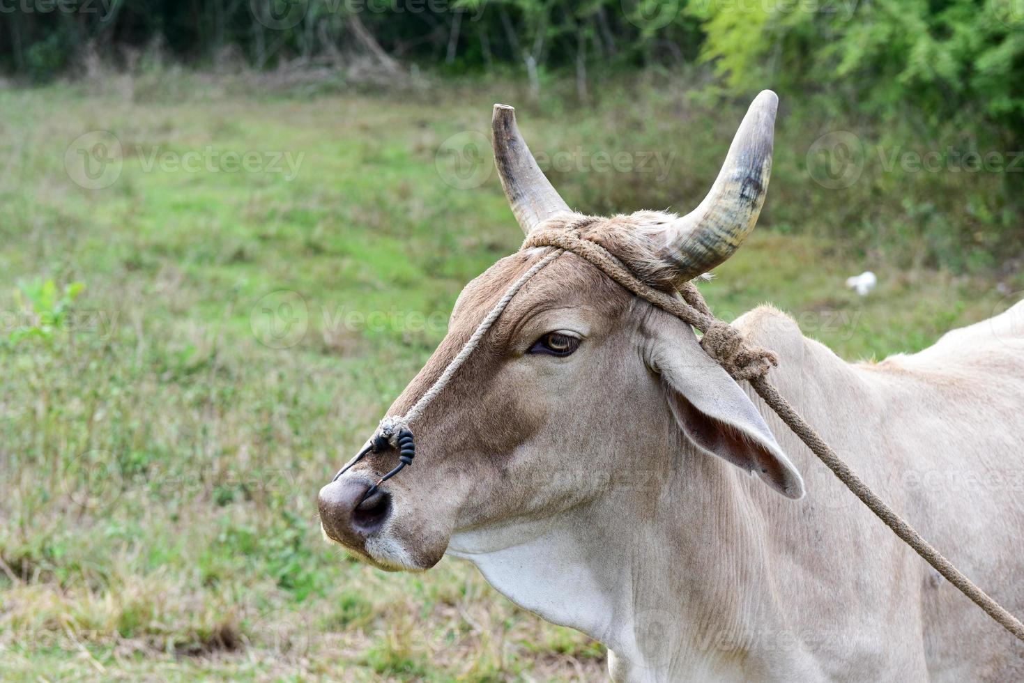 vache cubaine sur le terrain à vinales, cuba. photo