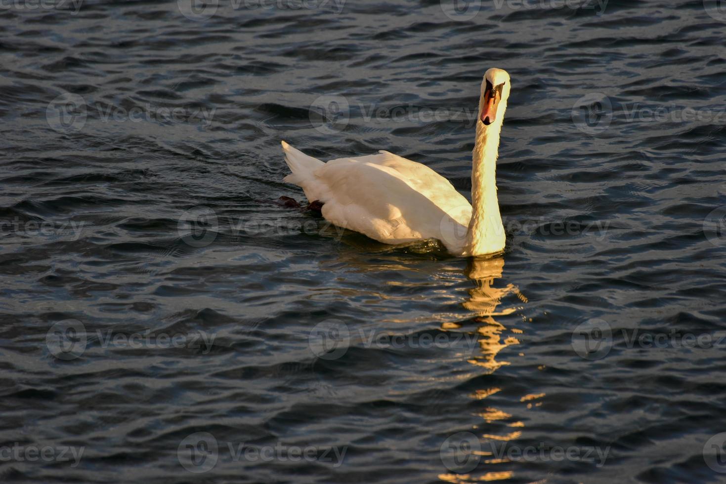 cygne nageant dans le canal de la baie de Sheepshead, brooklyn, new york. photo