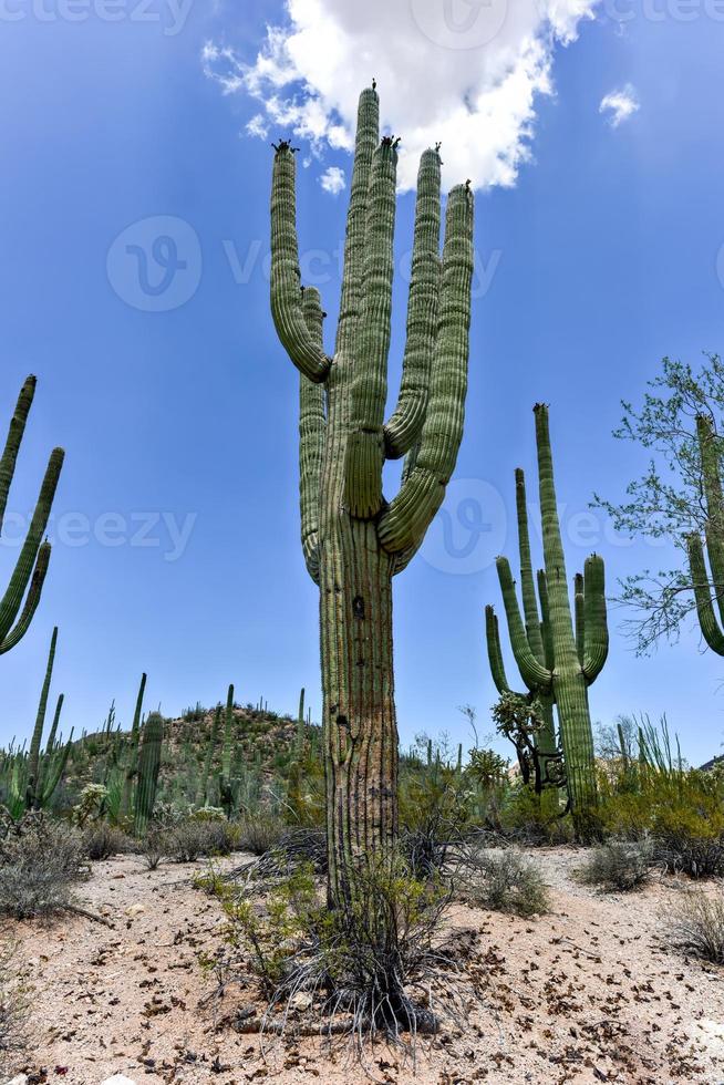 cactus massif au parc national de saguaro en arizona. photo