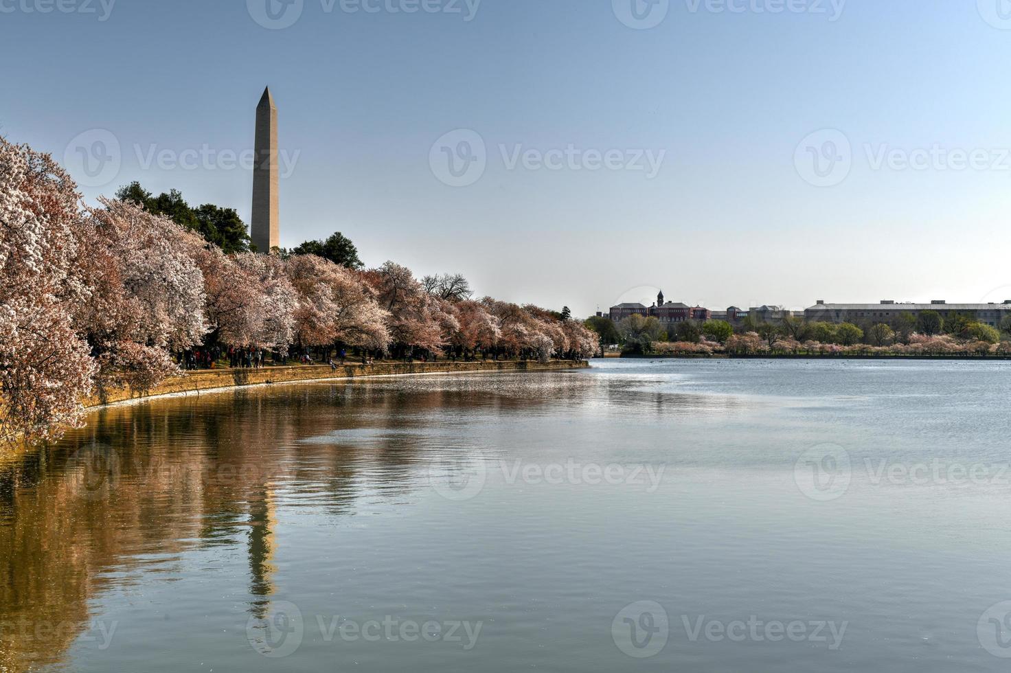 washington dc, états-unis au bassin de marée avec le monument de washington au printemps. photo