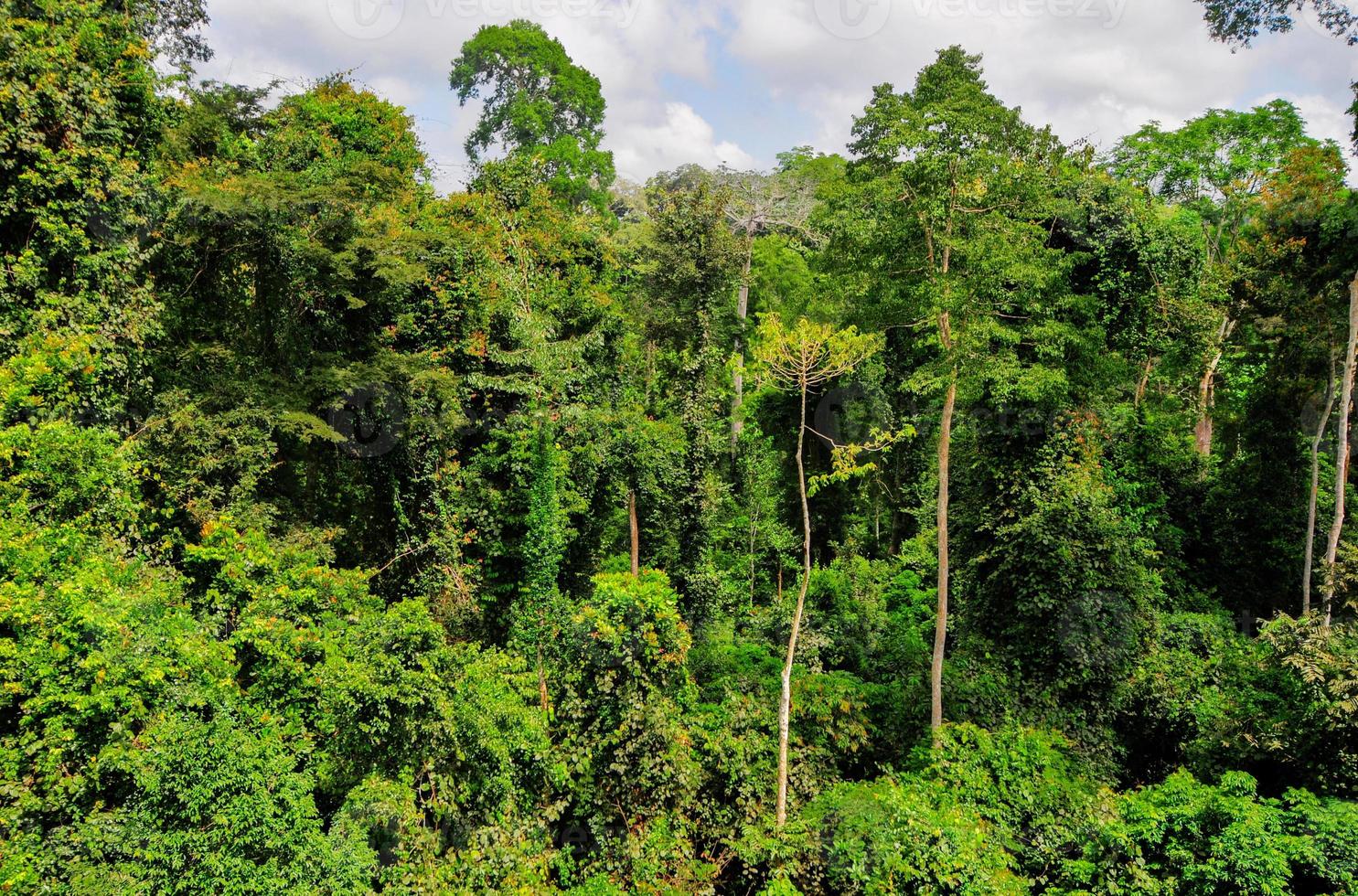 forêt tropicale du parc national de kakum, ghana photo