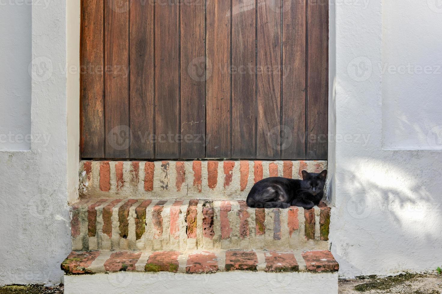 chat dans les rues du vieux san juan, porto rico. photo