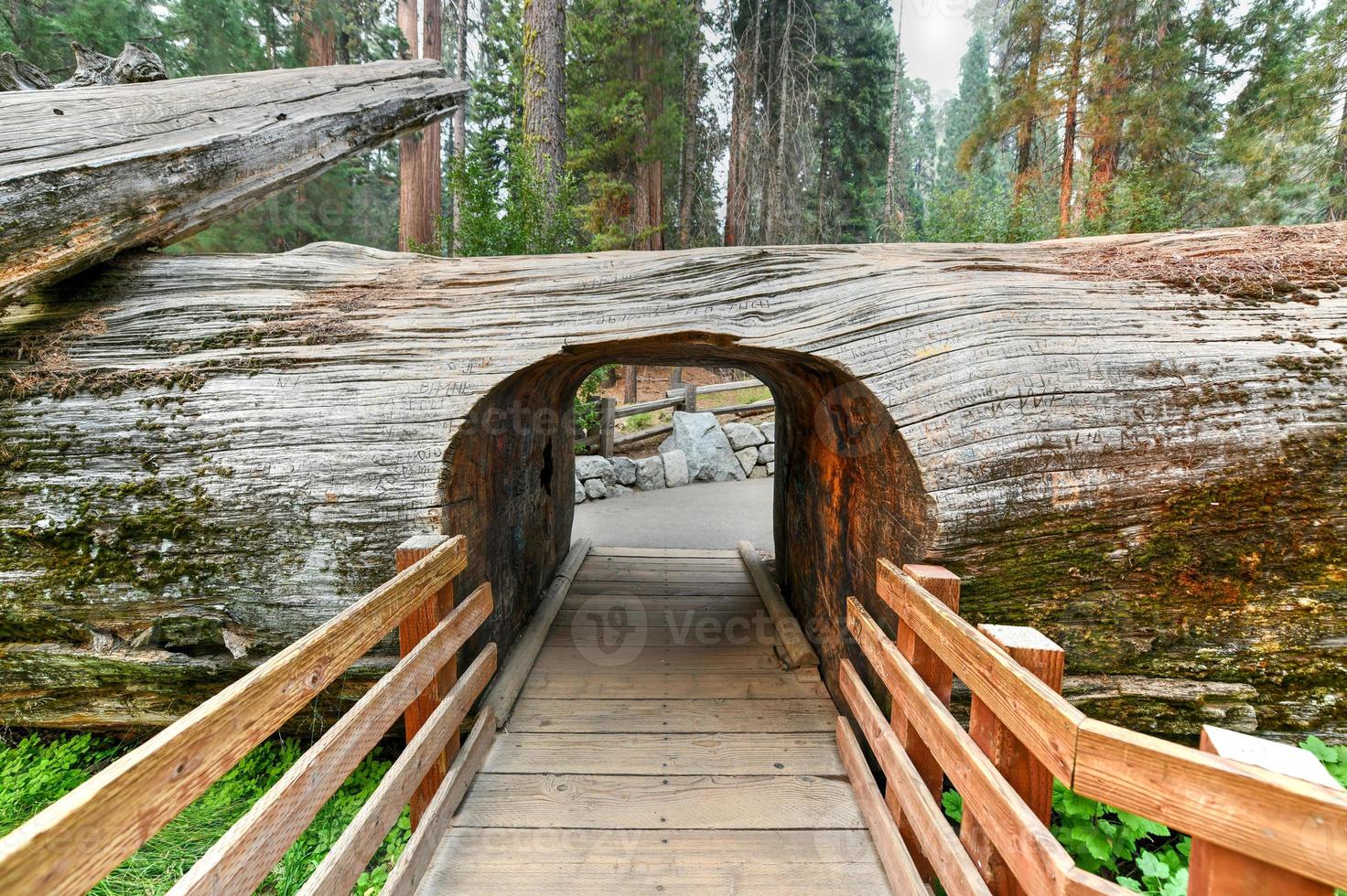 entrée au bosquet avec séquoias géants, général sherman dans le parc national de séquoia, californie, états-unis. photo