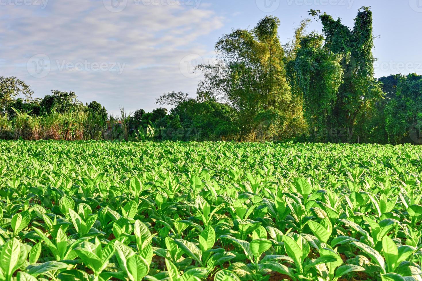 champ de tabac dans la vallée de vinales, au nord de cuba. photo