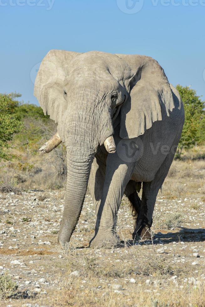 éléphant - etosha, namibie photo