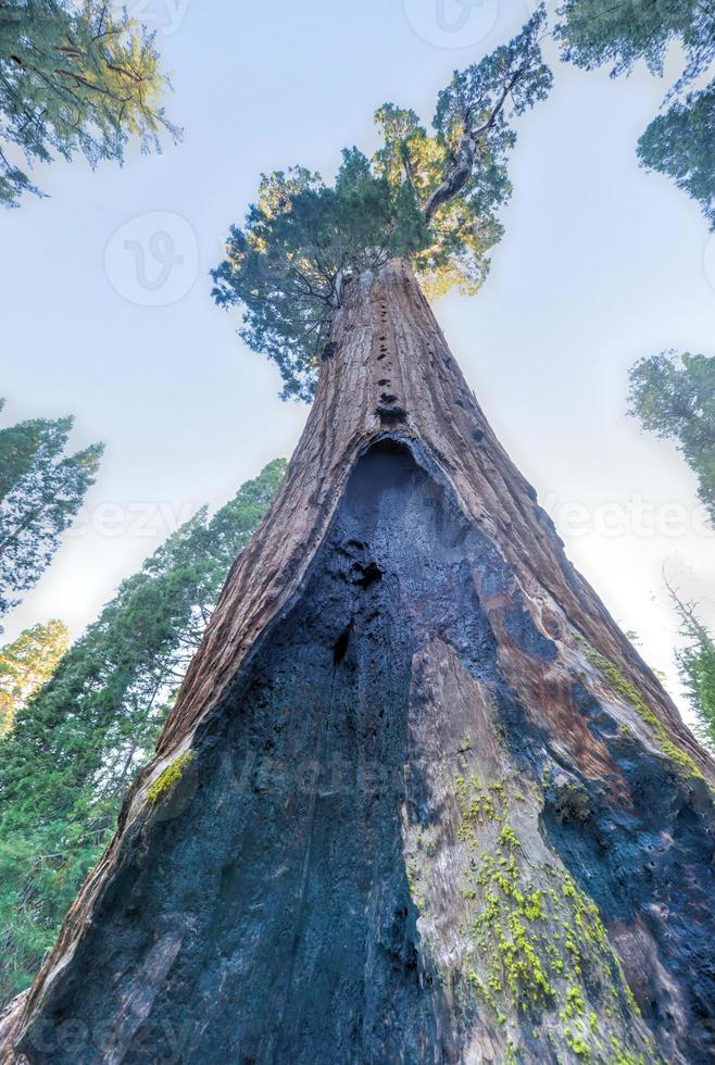 General Grant Sequoia Tree, parc national de Kings Canyon photo