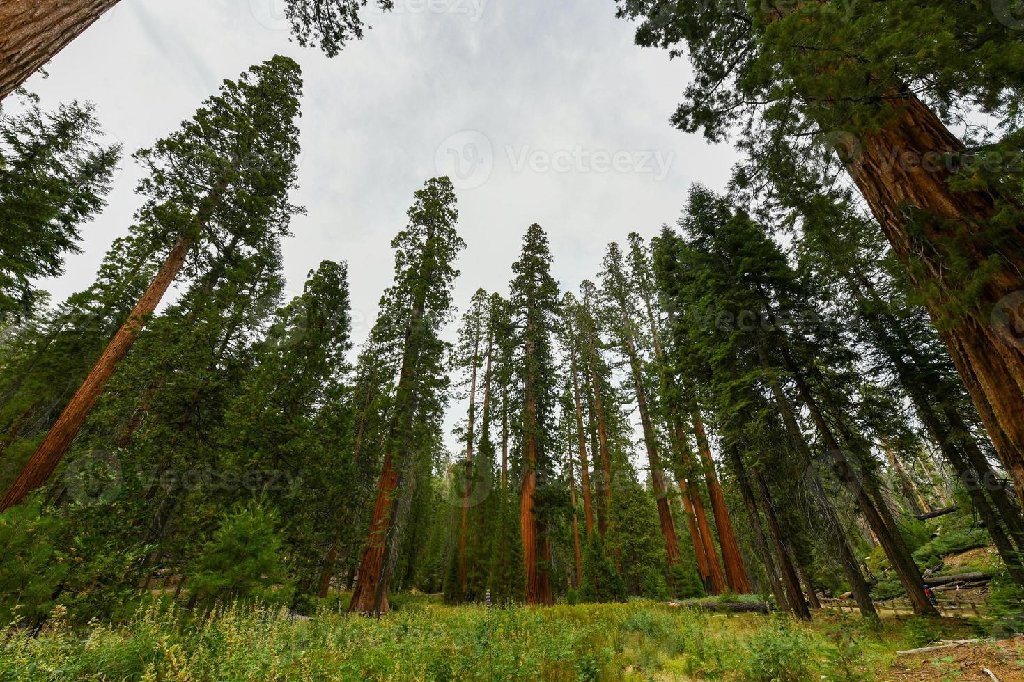 séquoias géants à mariposa grove, parc national de yosemite, californie, états-unis photo