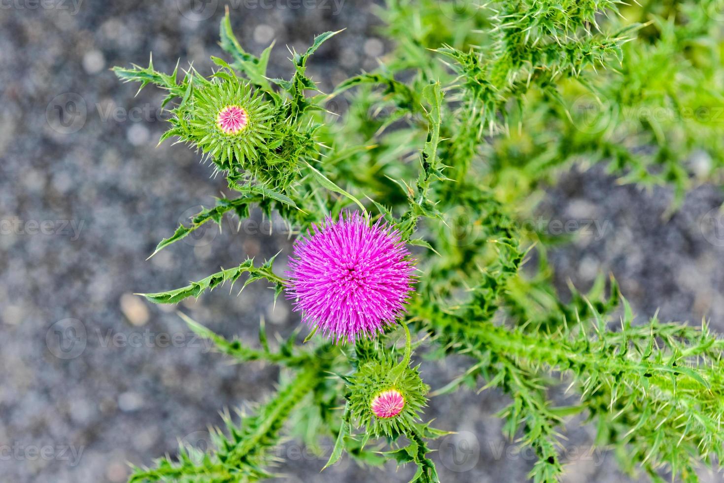 fleur rose du parc national de shenandoah, virginie photo