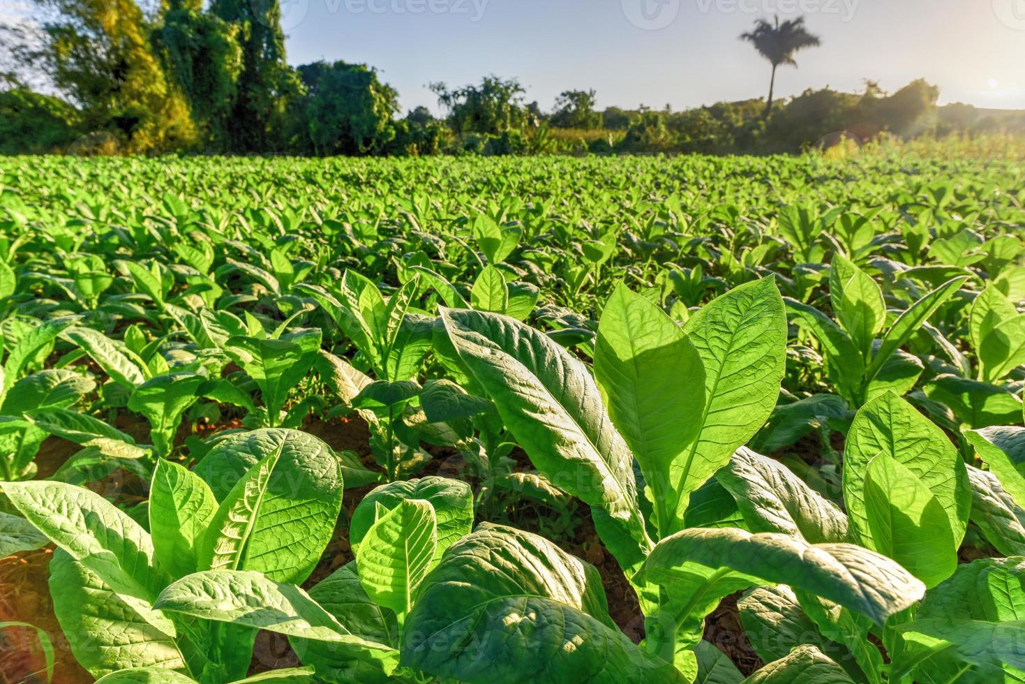 champ de tabac dans la vallée de vinales, au nord de cuba. photo