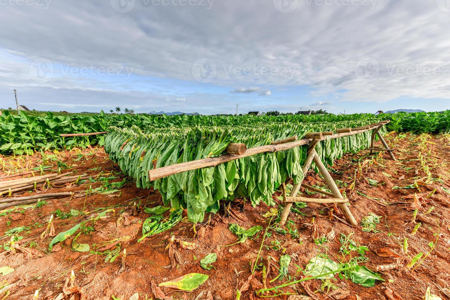 champ de tabac dans la vallée de vinales, au nord de cuba. photo