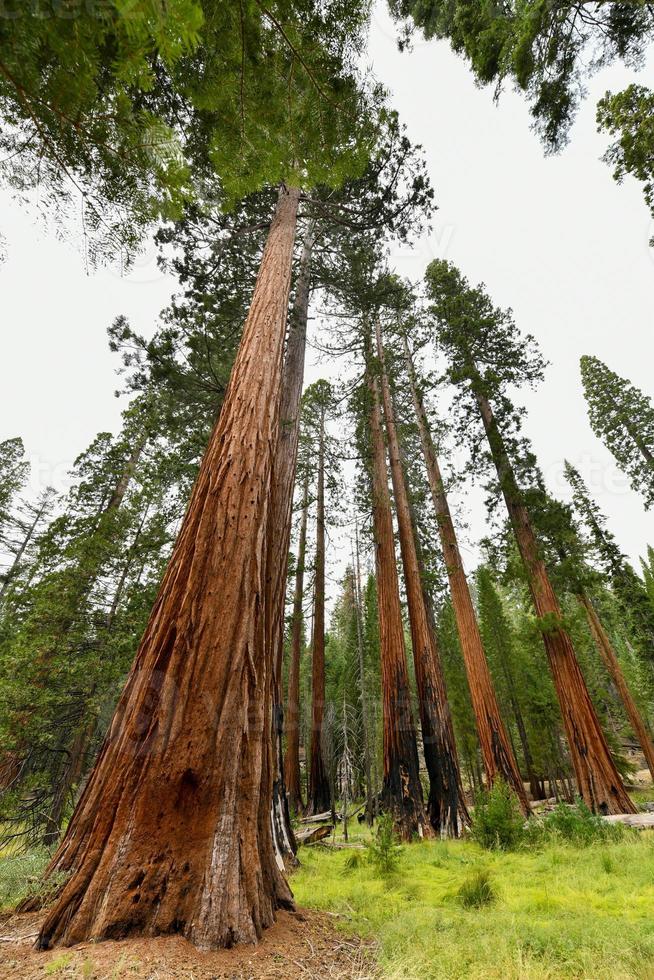 séquoias géants à mariposa grove, parc national de yosemite, californie, états-unis photo